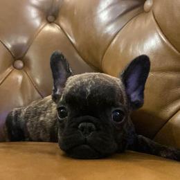 Mac - Fawn male French Bulldog puppy in Sidney Center, New York from iFrenchi
