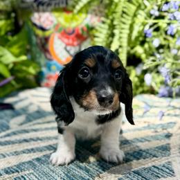 Willow - Piebald female Dachshund puppy in Gentry, Arkansas from Sweet As Pie Doxies