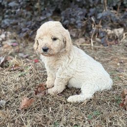 Orange - Cream male Goldendoodle puppy in Baldwin, Georgia from Simmons F1b Goldendoodles