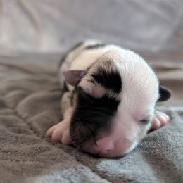 AKC Cardigan Girl 'Piper - Blue merle and white female Cardigan Welsh Corgi puppy in Tombstone, Arizona from WeVolution Off-Grid