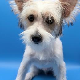 Ken - Parti male Yorkshire Terrier puppy in Flagler Estates, Florida from Fiesta Pups