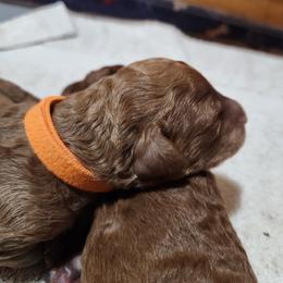 Orange collar (Bud) - Apricot male Poodle puppy in Stephentown, New York from Creme de la Poodle, standard poodles