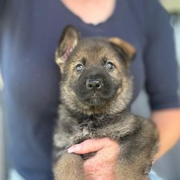 Lavender collar - Sable female German Shepherd puppy in Canterbury, Connecticut from Nachtwaechter German Shepherds, LLC