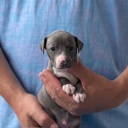 Boy 2 - Blue male Italian Greyhound puppy in Sugar Valley, Georgia from Pinnacle Farm and Kennel