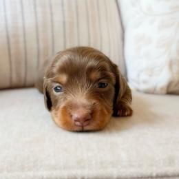 Nori - Chocolate and tan female Dachshund puppy in Cape Coral, Florida from Dear Dachshunds
