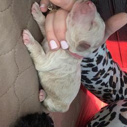 Goldendoodle Puppies from Not Just "Golden" Doodles