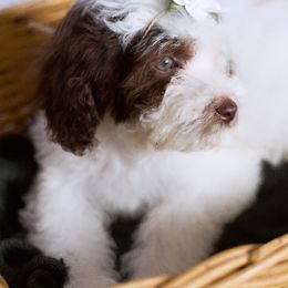 Peony - Brown and white Aussiedoodle puppy in Bradenton, Florida from Doodle Acres