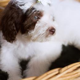 Peony - Brown and white Aussiedoodle puppy in Bradenton, Florida from Doodle Acres