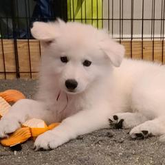Berger Blanc Suisse Puppies from Absolute Dream White Swiss Shepherds