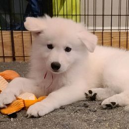 Berger Blanc Suisse Puppies from Absolute Dream White Swiss Shepherds