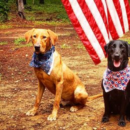 Labrador Retrievers from Mulberry Creek Kennels