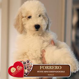 Forrero - Brown and white male Sheepadoodle puppy in Cleveland, Tennessee from Narrow Path Old English & Sheepadoodles