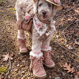 Pippa - Aussiedoodle