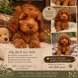 Belle - Red female Cockapoo puppy in Millville, California from Hope Lane Kennels