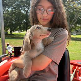 Banks - Cream male Dachshund puppy in Murray, Kentucky from BLUEGRASS DACHSHUNDS...Offering the excellence of DachGraston, Grendox, Royalworth, Packers, Cin-Jay, Wagsmore, as well as prominent Russian & SA bloodlines
