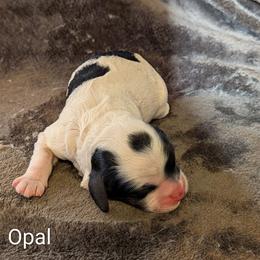 Opal - Black and white female Cockapoo puppy in Sunset, Louisiana from Cano Cockapoos