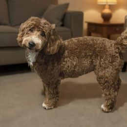 Jerzee - Goldendoodle