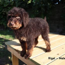 Rigel - Phantom male Goldendoodle puppy in Palmetto Bay, Florida from SOMIDOODLES