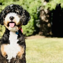 Bernedoodles, Cavapoos, and Poodles from Kelly Brooks