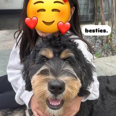 Bernedoodle, Goldendoodle, and Golden Mountain Doodle Puppies from Sonoran Standard Doodles