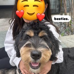 Bernedoodle, Goldendoodle, and Golden Mountain Doodle Puppies from Sonoran Standard Doodles