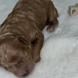 Poodle Puppies from Blessed Acres Miniature Poodles