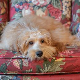 Purple Boy (Hans Solo) - Australian Labradoodle puppy from Rose Cottage Labradoodles