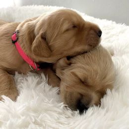 Golden Retriever Puppies from Sandy Golden Retrievers