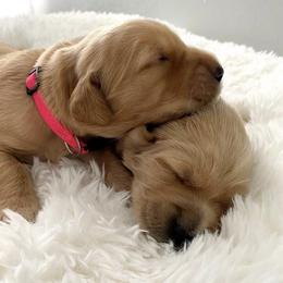 Golden Retriever Puppies from Sandy Golden Retrievers