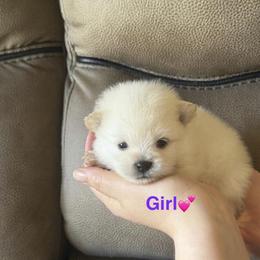 Mora - Cream female Pomeranian puppy in Los Angeles, Santa Clarita, California from LT_Poms