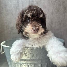 Bear - Tri-color male Cavapoo puppy in Austin, Texas from Doodles of Central Texas