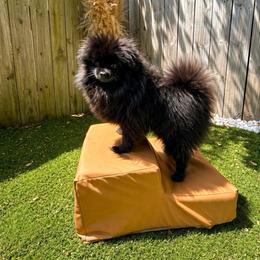 Raven - Pomeranian