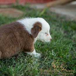 Addie - Red Tri Female - Red tri-color female Australian Shepherd puppy in Red Bud, Illinois from Authentic Aussies