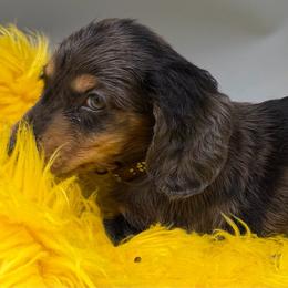 Three (Brown) - Dapple male Dachshund puppy in Salyersville, Kentucky from Lavendell Dachshunds