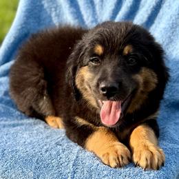 Green collar - Black tri male Miniature Australian Shepherd puppy in 32046, Florida from River Hill Ranch