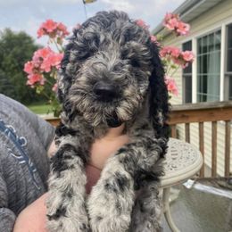 Goldendoodles from Platte Doodles