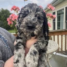 Goldendoodles from Platte Doodles