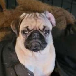 Tayba - Pug