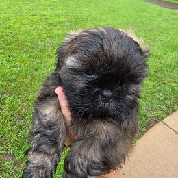 Onyx - Brindle male Shih Tzu puppy in Rockmart, Georgia from Sonya Garrett