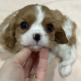 Cavalier King Charles Spaniel Puppies from Hill country cavaliers