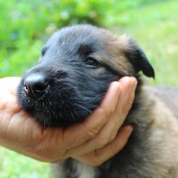 Chet - Mahogany and black male Belgian Tervuren puppy in Vershire, Vermont from Chocorua Working Belgians