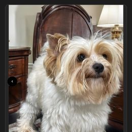 Boz - Yorkshire Terrier