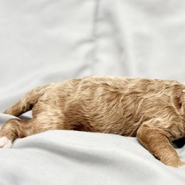 Poodle Puppies from Twindo Poodles