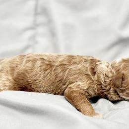 Poodle Puppies from Twindo Poodles