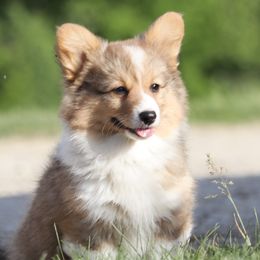 Ruby - Pembroke Welsh Corgi