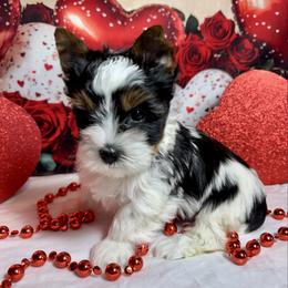 Boy 2   3300 - Black tan and white male Biewer Terrier puppy in Nicholls, Georgia from Southeast Biewers