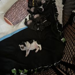 French Bulldog Puppies from Frenchie Tempest