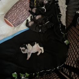 French Bulldog Puppies from Frenchie Tempest