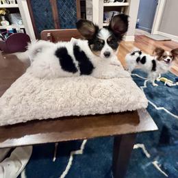 Papillon Puppies from Triple Tier