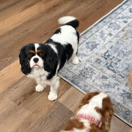 Cavalier King Charles Spaniel puppies from Farmhouse Cavaliers NC